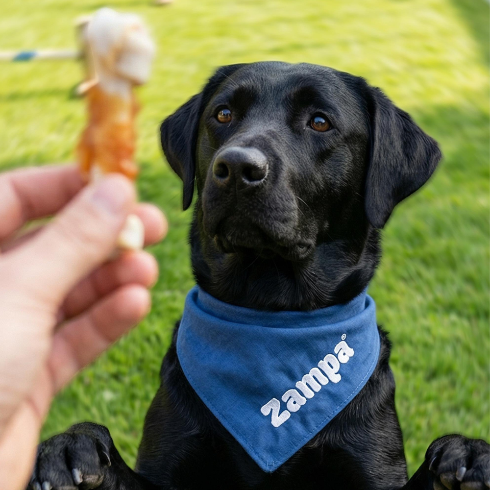 Köpek Ödül Maması