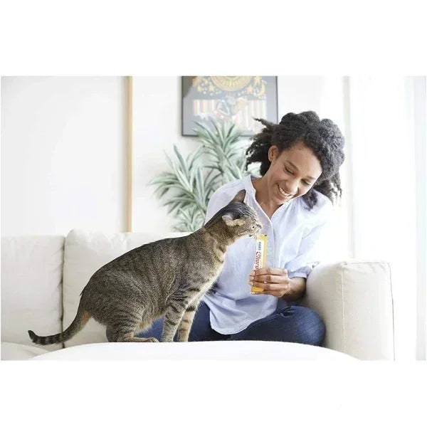 Evde kedi ödül maması ile beslenen gri tekir kedi ve gülümseyen kadın