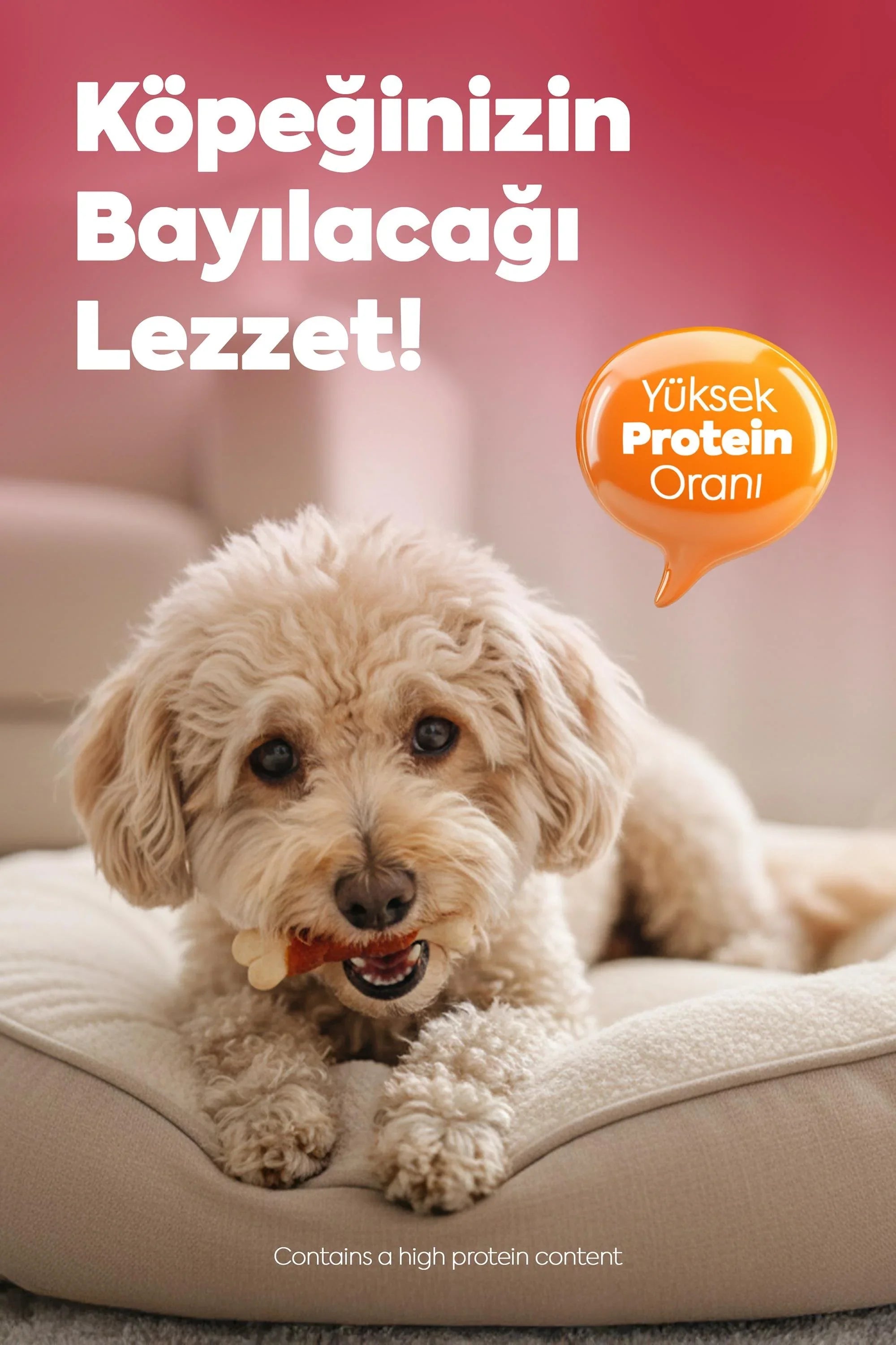 Yatağında ödül maması yiyen sevimli köpek ve yüksek protein oranı vurgusu