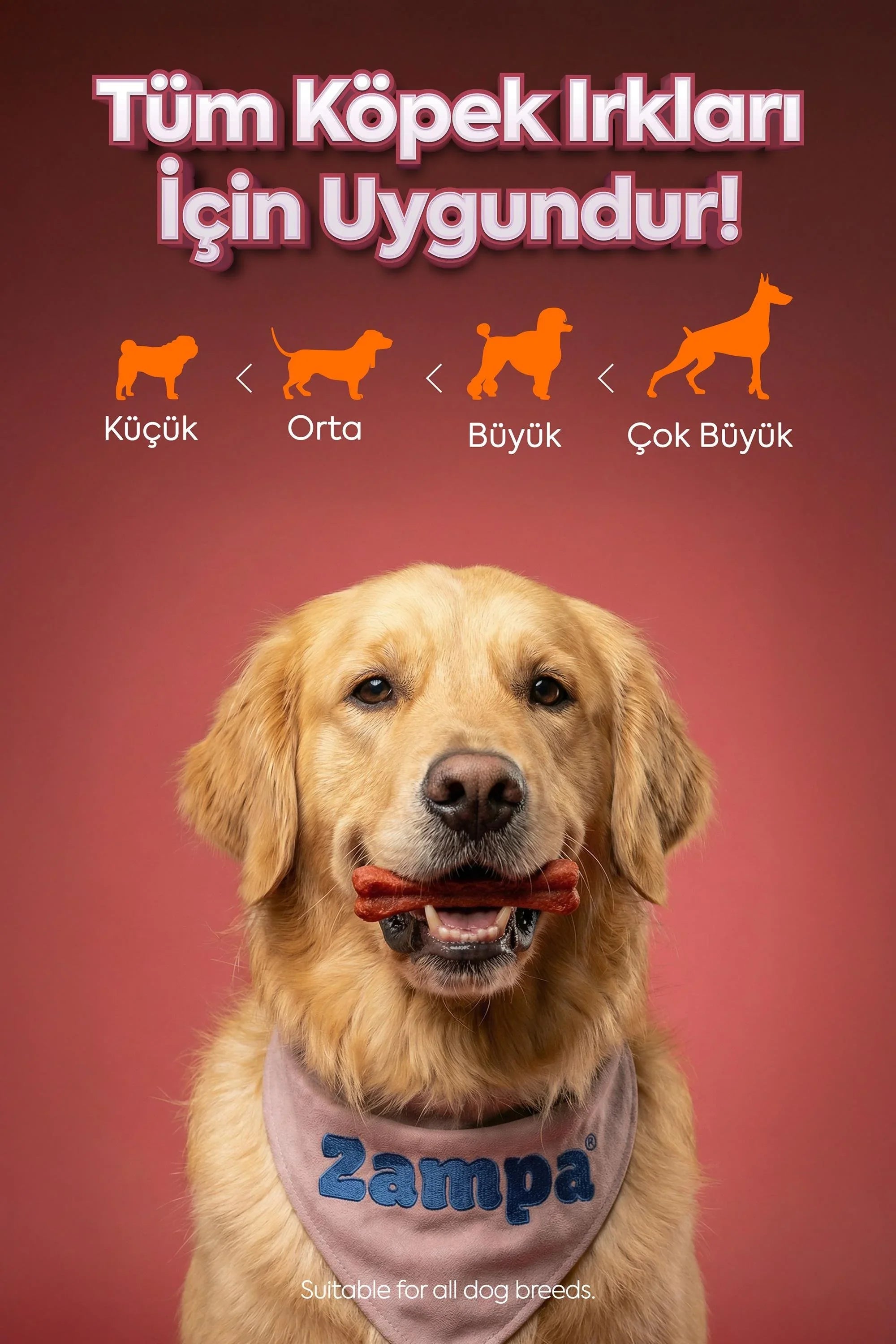 Golden Retriever köpek, kemik şeklinde ödül maması ile, tüm köpek ırklarına uygun ürün görseli.
