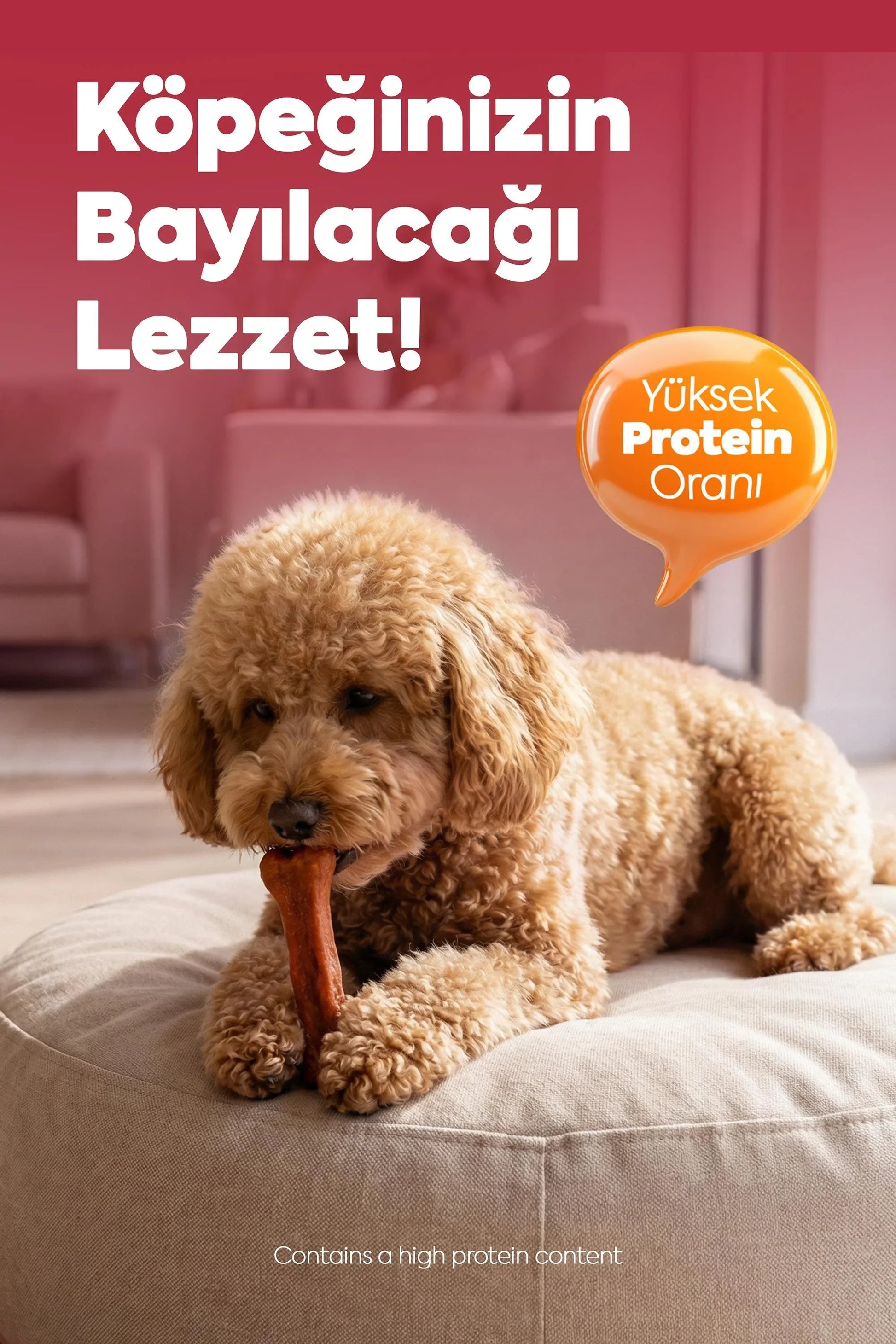 Köpekler için yüksek proteinli, kemik şeklinde ödül maması çiğneyen sevimli köpek.