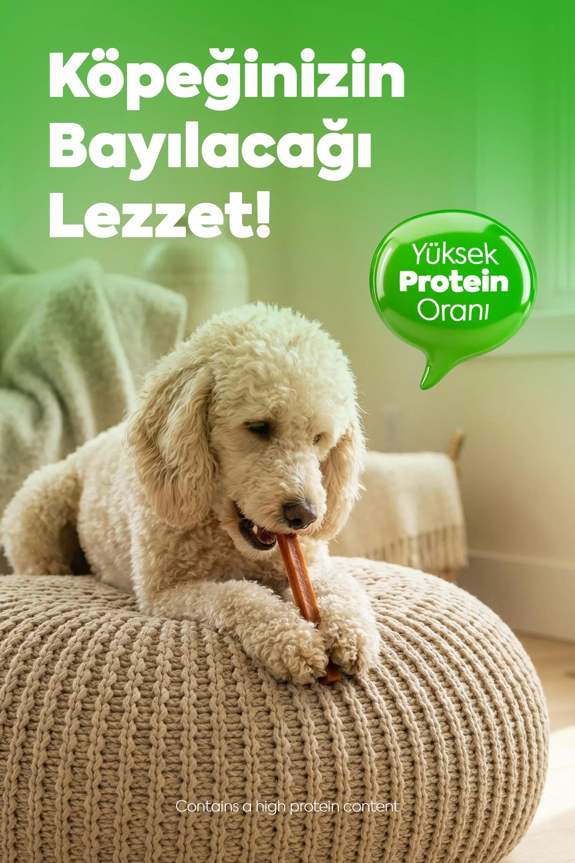 Kuzu etli köpek ödül maması çiğneyen beyaz tüylü köpek, yüksek proteinli mama.