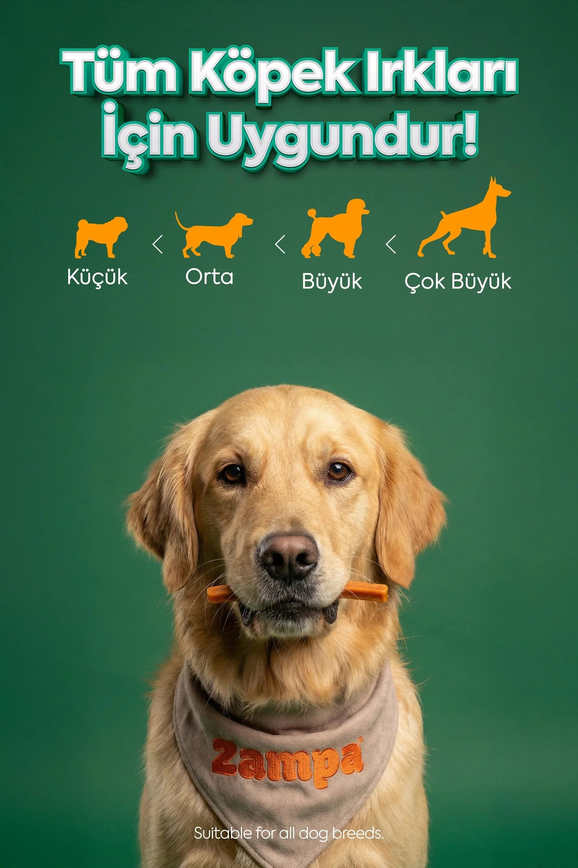 Tüm köpek ırkları için uygun köpek ödül maması tutan golden retriever, yeşil arka plan.