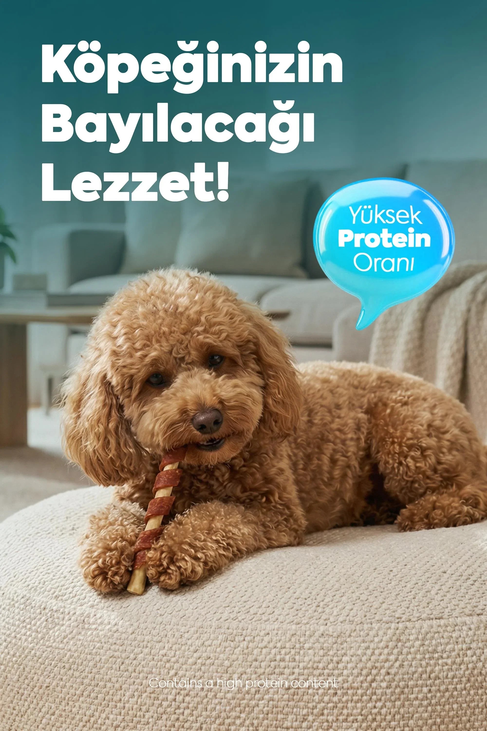 Kıvırcık tüyleriyle küçük köpek, yüksek proteinli ödül çubuğu çiğniyor, ev ortamı.