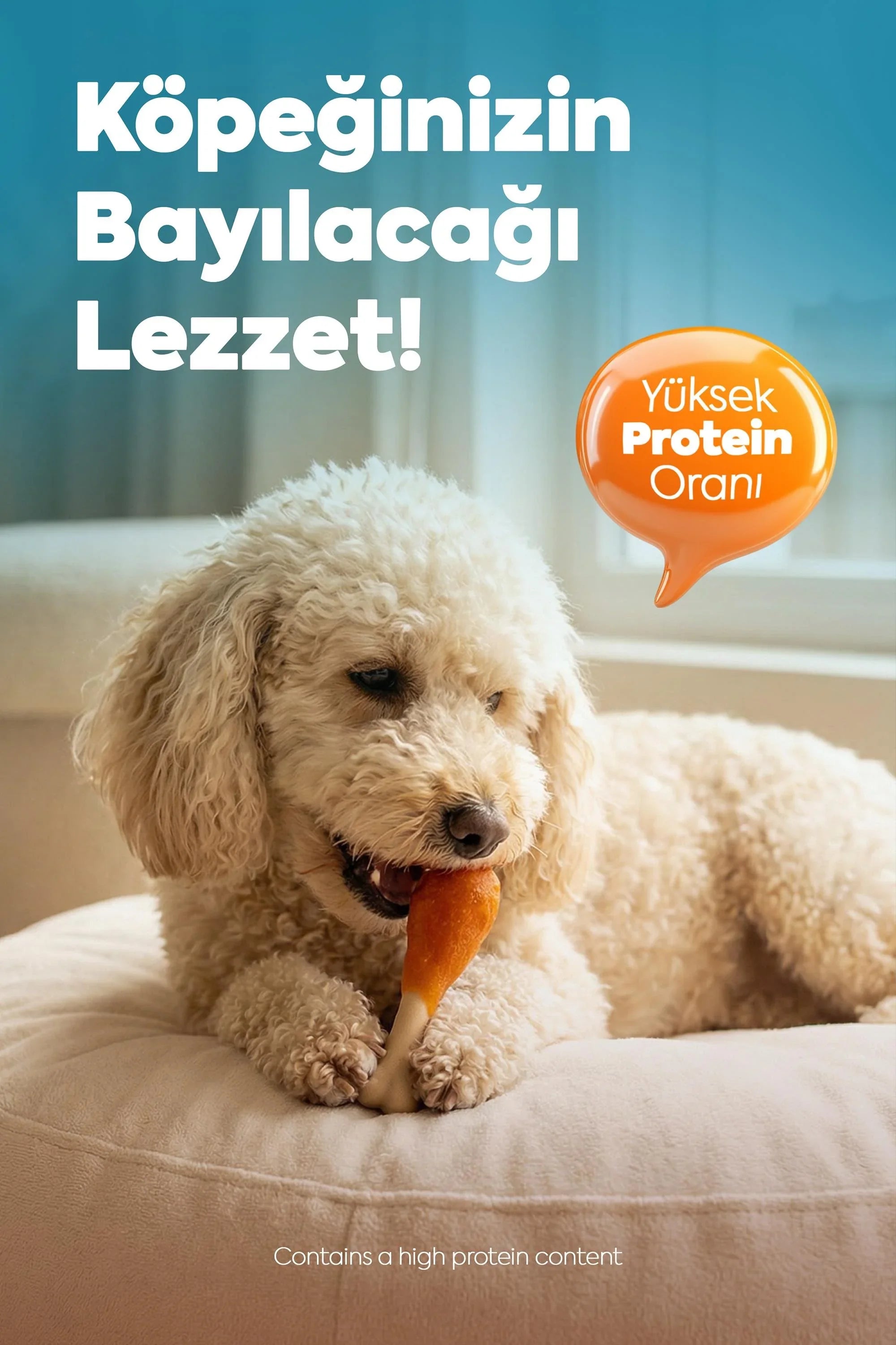 Krem renkli tüylü köpek, yüksek proteinli ödül mamasıyla koltukta oturuyor.