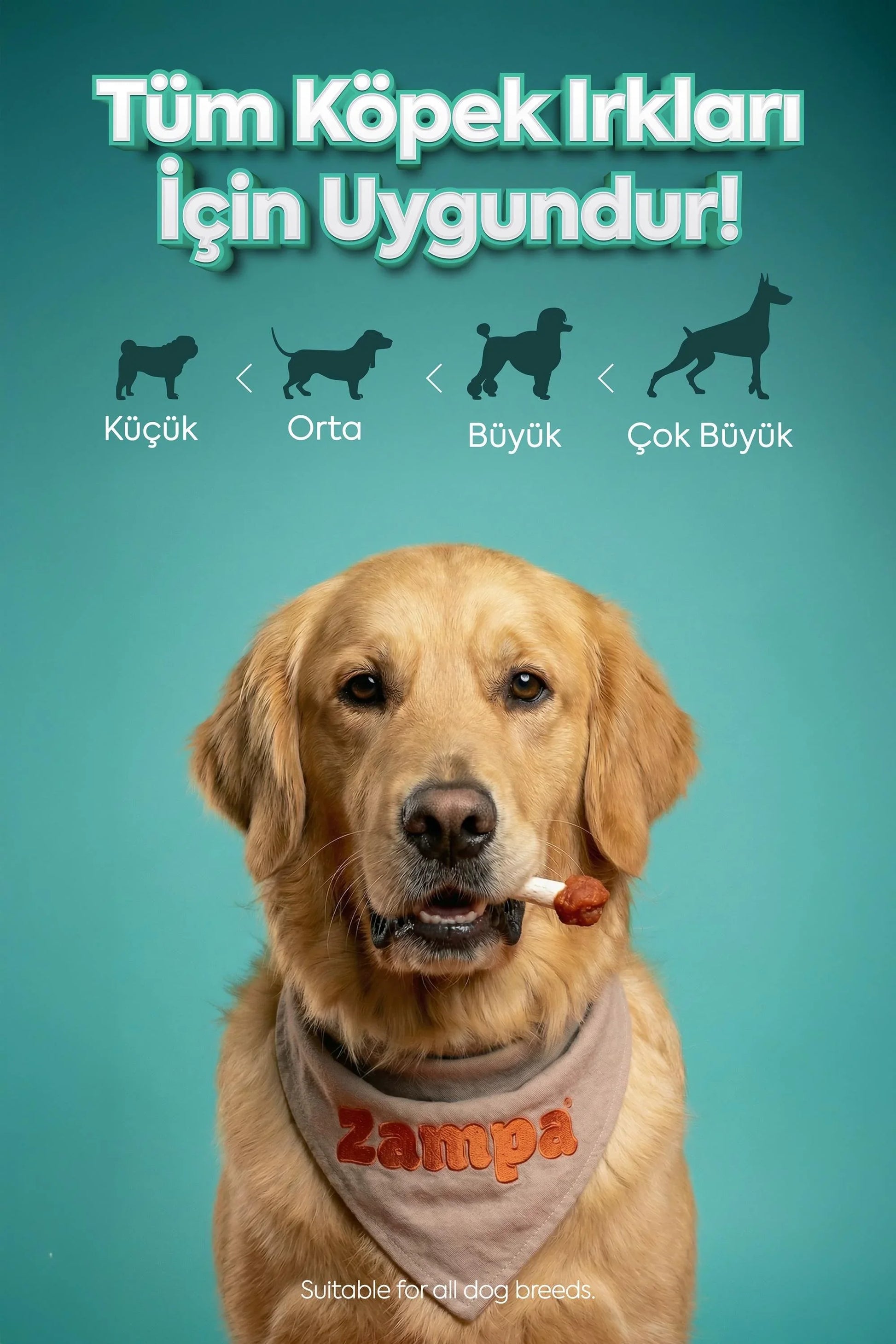 Önünde ödül maması tutan golden retriever, farklı köpek ırkı boyutlarıyla mavi arka planda.