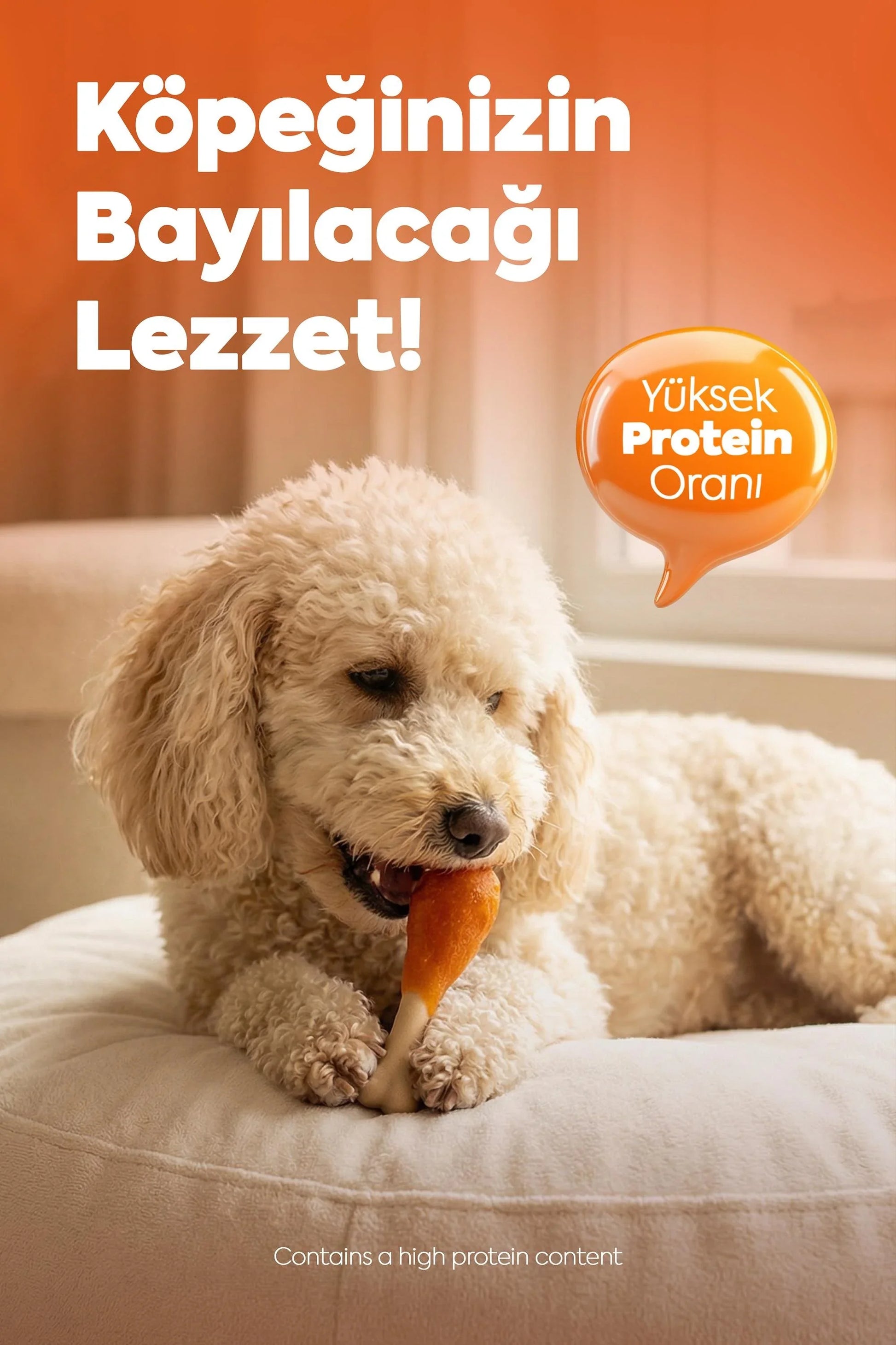Krem rengi kıvırcık köpek, tavuk butu şeklinde yüksek protein oranlı köpek ödül maması yiyor.