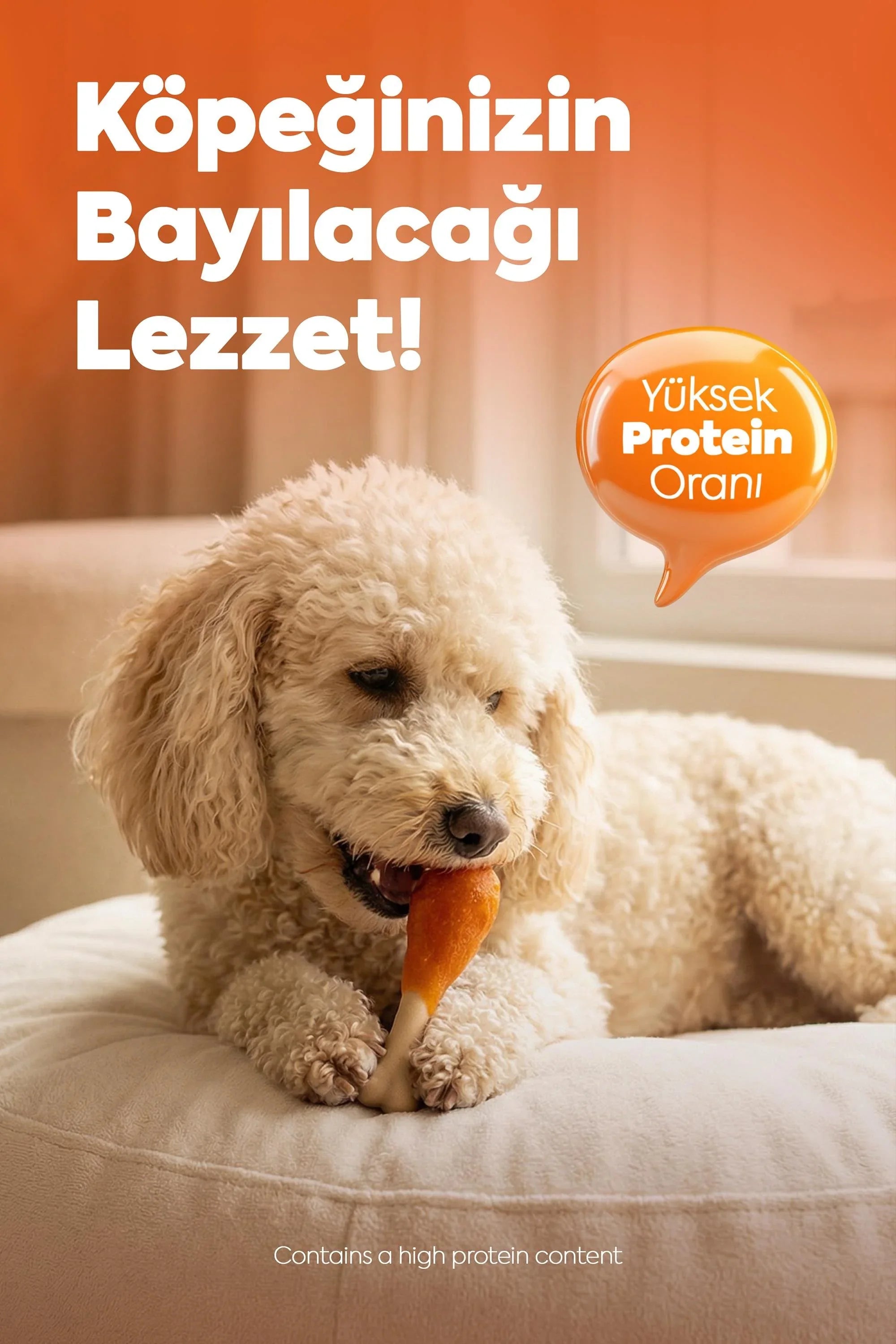 Krem rengi kıvırcık köpek, tavuk butu şeklinde yüksek protein oranlı köpek ödül maması yiyor.