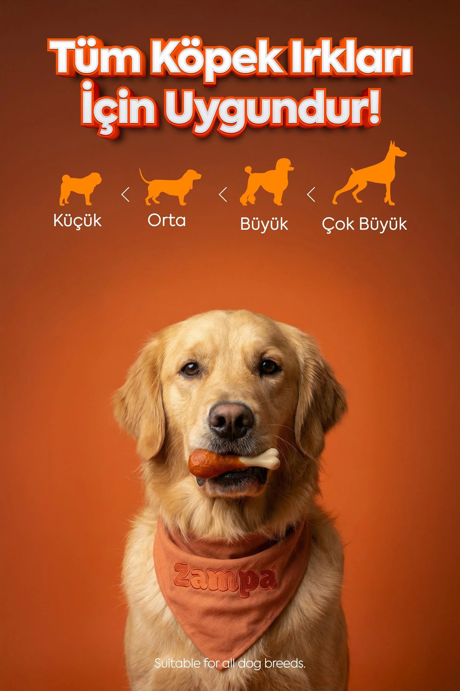 Köpek ödül mamasıyla poz veren golden retriever, tüm köpek ırklarına uygun tavuk bacağı ödülü, turuncu arka plan.