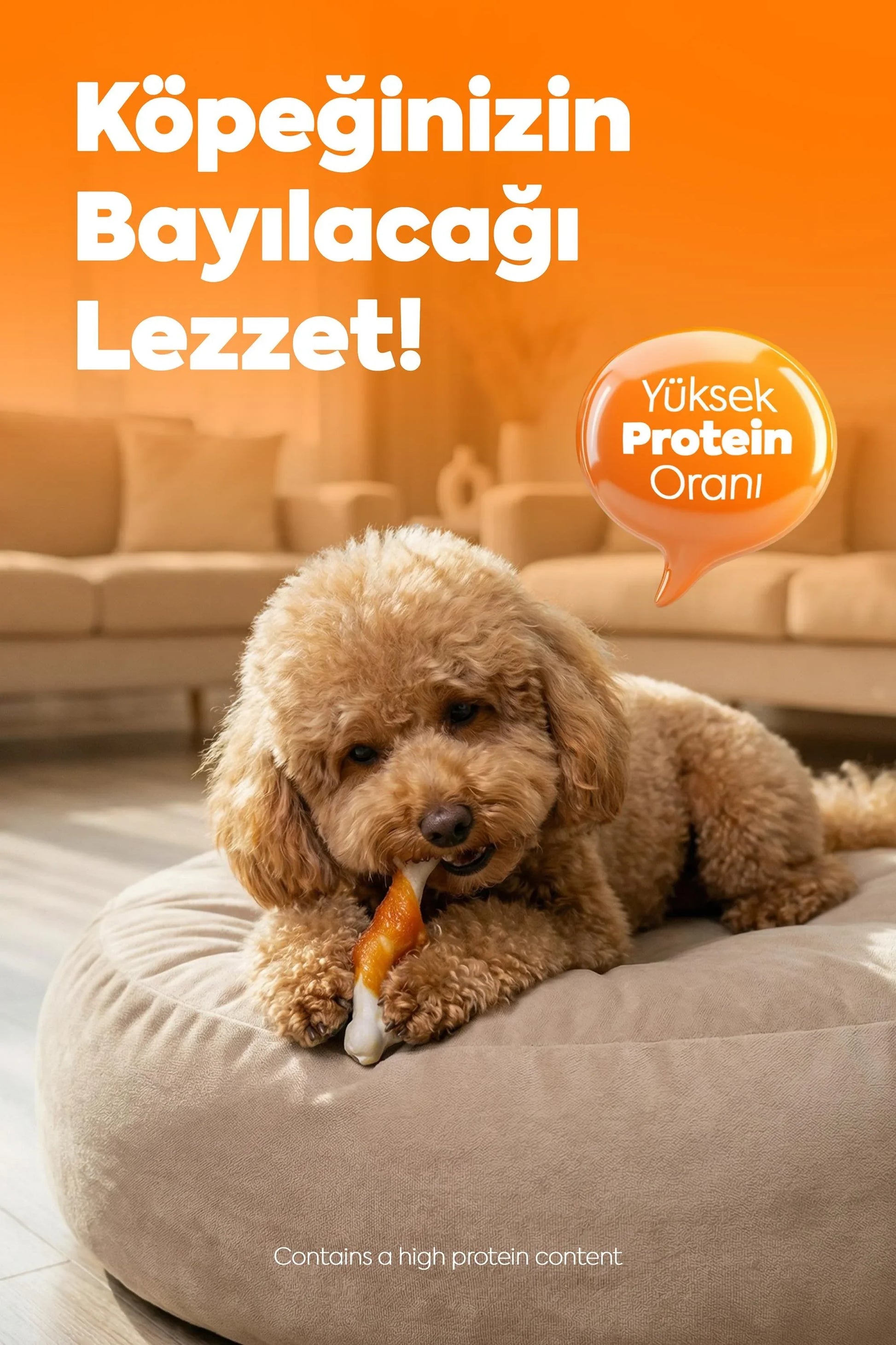 Tavuklu sargılı köpek ödül maması çiğneyen tüylü küçük köpek, yüksek protein oranı vurgusu.