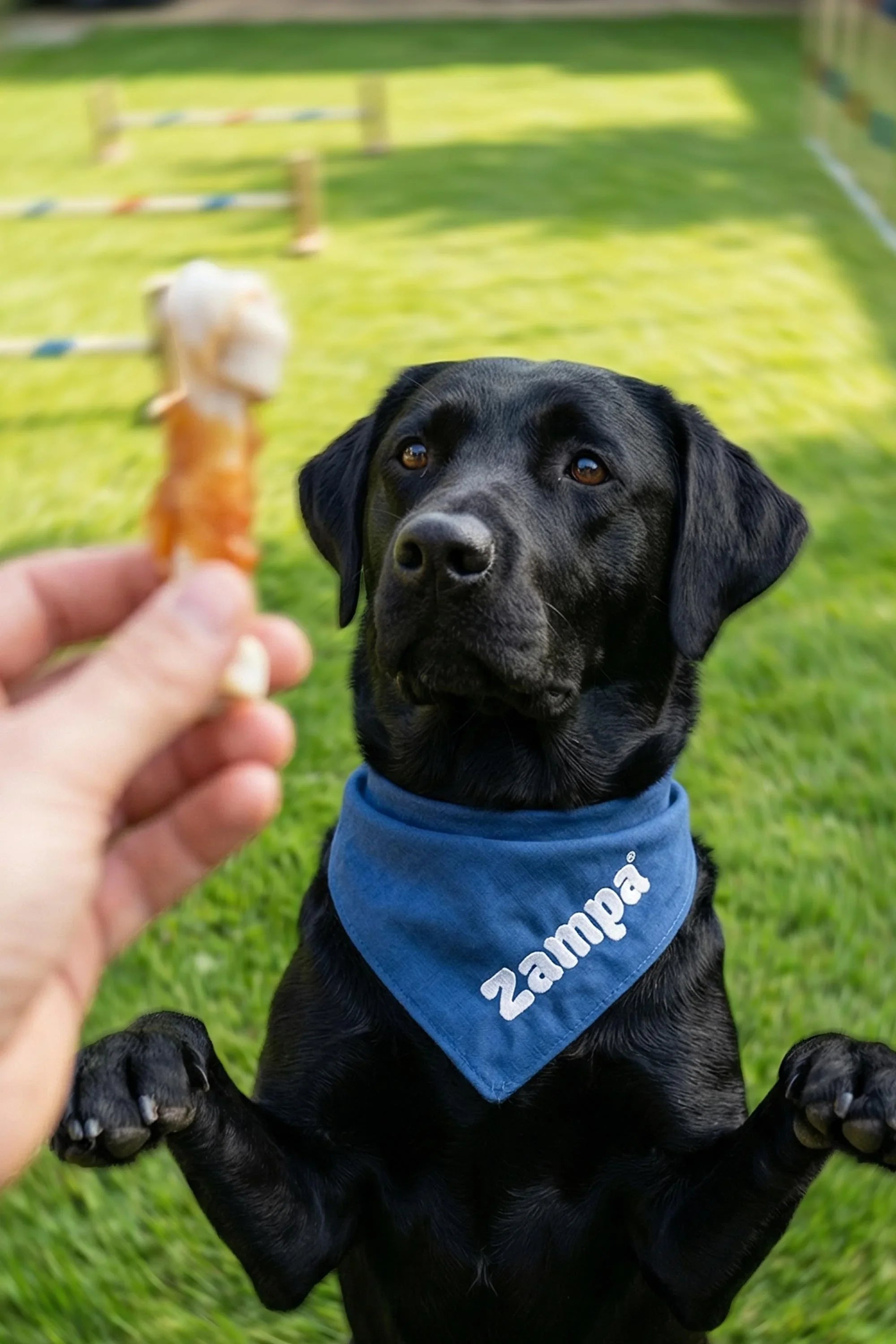 Çim alanda, ödül maması bekleyen siyah labrador köpek, Zampa yazılı mavi fularlı.