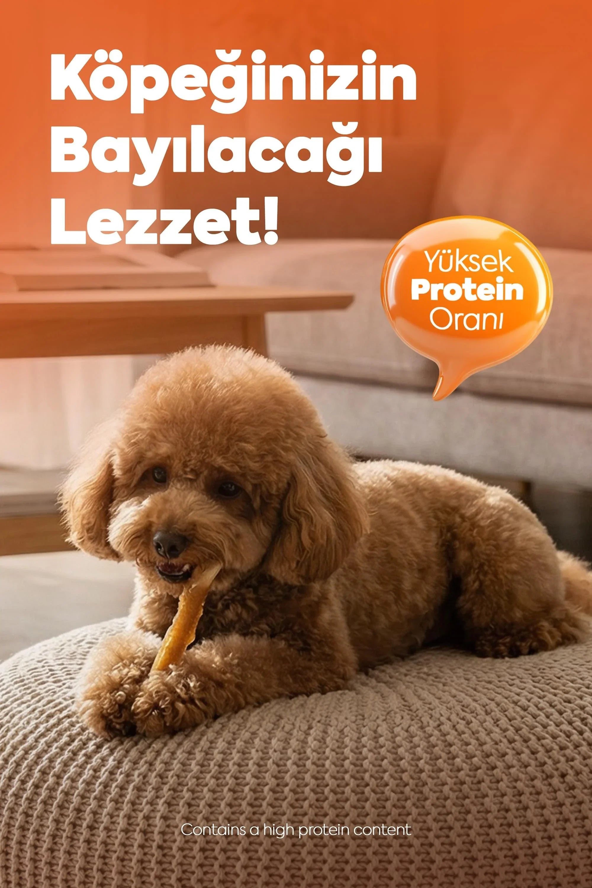 Evde puf üzerinde tavuklu ve sütlü köpek ödül maması çiğneyen kahverengi köpek